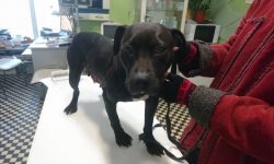 W Gałowie znaleziono suczkę rasy amstaf