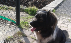 Poszukiwany właściciel psa