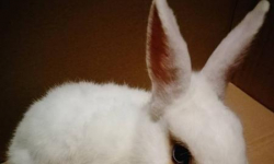 W parku w Środzie Śląskiej znaleziono królika. Poszukiwany jest właściciel