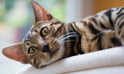 Bezpłatna sterylizacja zwierząt mieszkańców sołectwa Malczyce