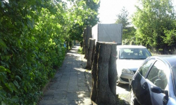 By wybudować nowy chodnik muszą wyciąć blisko 100-letnie drzewa