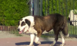 Po Miękini błąka się pies. Poszukiwany jest właściciel