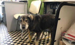 Znaleziono psa. Błąkał się w pobliżu Białkowa