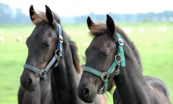 W Księginicach kobieta spadła z konia. Na miejsce wezwano śmigłowiec LPR