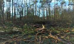 Mieszkańcy ratują las Mokrzański przed wycinką