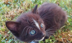 Kociaki szukają nowego domu