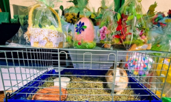 Jarmark Wielkanocny w Powiatowym Centrum Kultury Alternatywnej