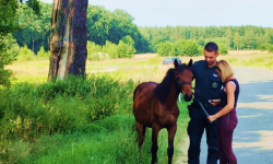 Nietypowa interwencja policjantów...Zatrzymali spłoszonego konia