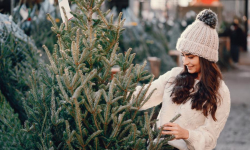 Choinkobranie w Nadleśnictwie Miękinia