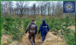 „Choinka” wspólne działania funkcjonariuszy Policji oraz Straży Leśnej