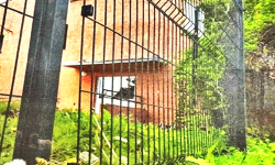 Sprawca kradzieży płotu złapany