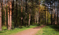 "Tradycyjny sad” w kostomłockiej podstawówce