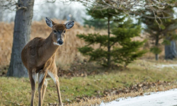 Uważaj na dzikie zwierzęta! Co zrobić po zderzeniu z sarną lub dzikiem?