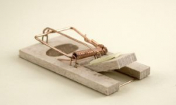 Amator serów zatrzymany