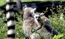 3 zł za wejście do wrocławskiego zoo