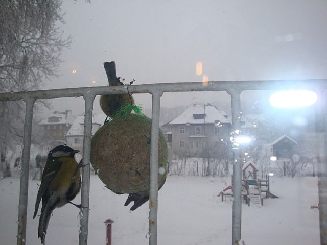 Przedszkolaki pamiętają o ptakach