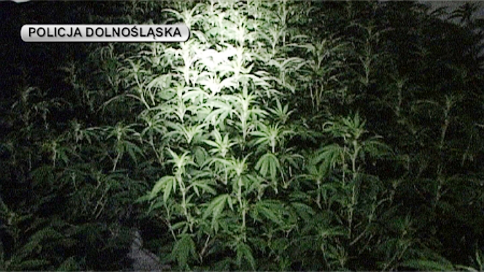 Marihuana i luksusowe auta