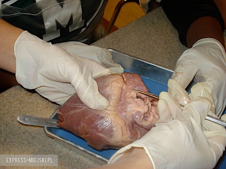 zdjęcia ilustracyjne