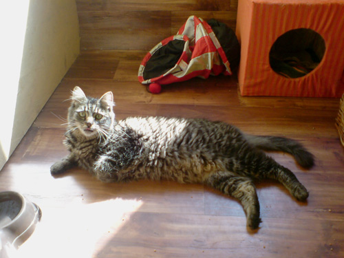 Hotel dla zwierząt "Pankracy"