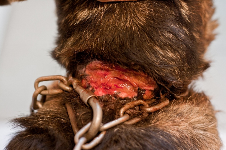 Odebrany właścicielowi pies