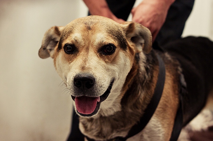 Odebrany właścicielowi pies