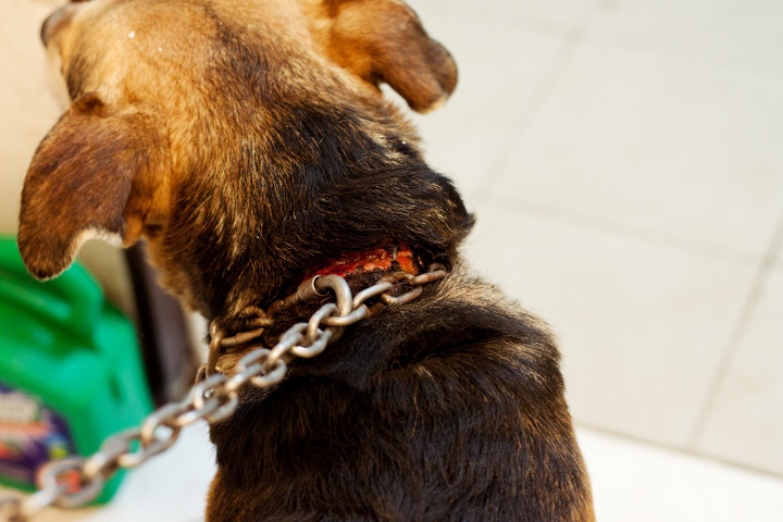 Odebrany właścicielowi pies