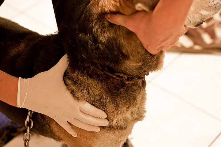 Odebrany właścicielowi pies