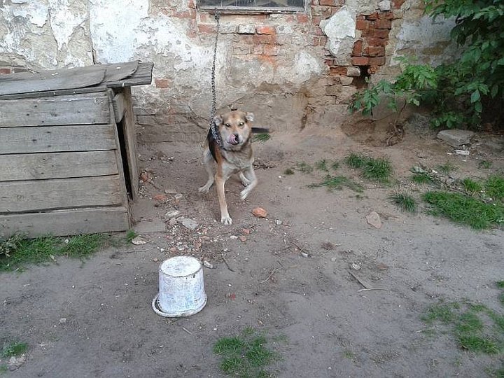 Odebrany właścicielowi pies