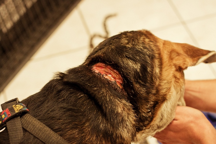 Odebrany właścicielowi pies