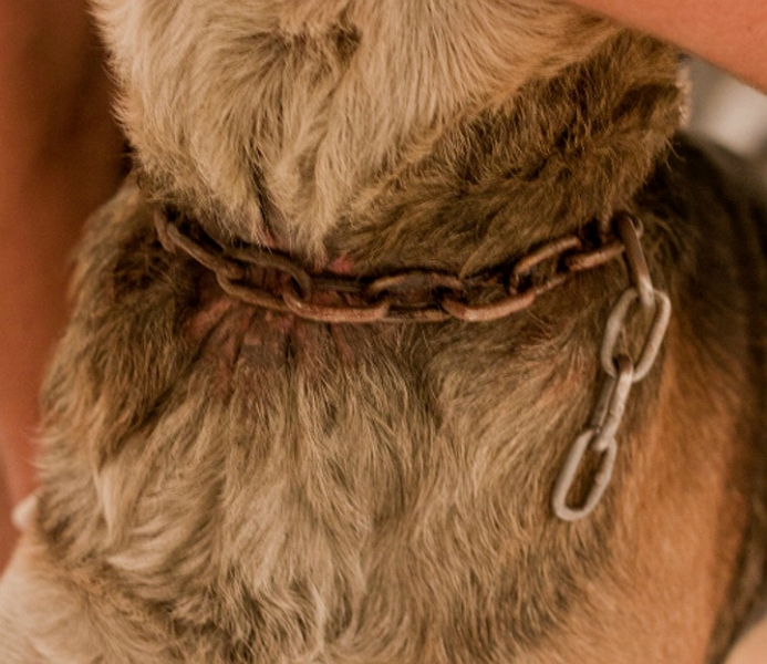 Odebrany właścicielowi pies