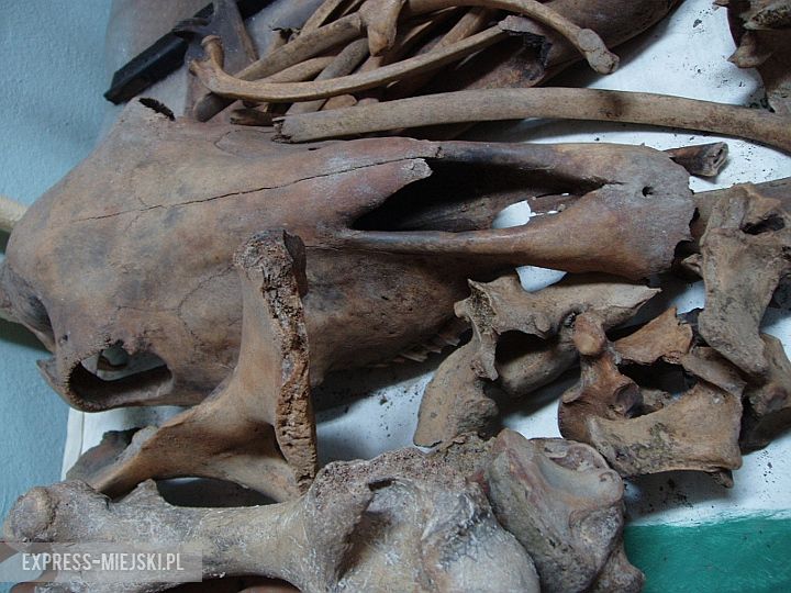 Nie pokazywane eksponaty w Muzeum Regionalnym w Środzie Śląskiej