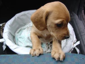 Światowy Dzień Zwierząt