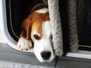 Światowy Dzień Zwierząt