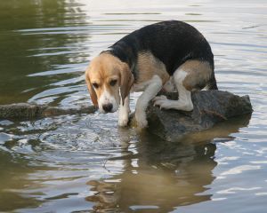 Światowy Dzień Zwierząt