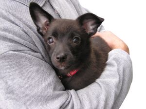 Światowy Dzień Zwierząt