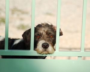 Światowy Dzień Zwierząt