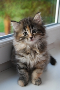 Światowy Dzień Zwierząt