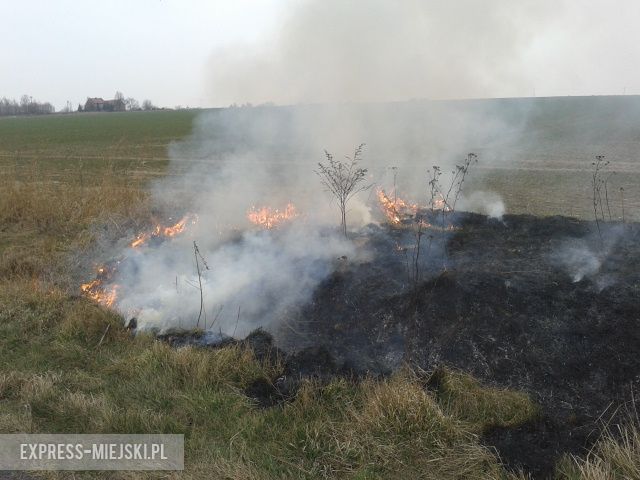 Pożar trawy przy drodze między Wróblowicami a Lutynią