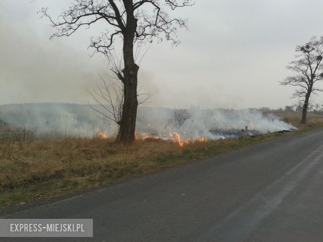 Pożar trawy przy drodze między Wróblowicami a Lutynią