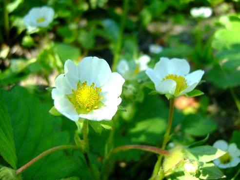 Z albumu "Kwiaty we włosach potargał wiatr"
