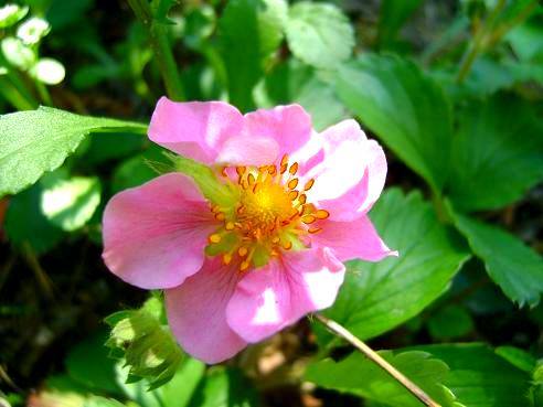 Z albumu "Kwiaty we włosach potargał wiatr"