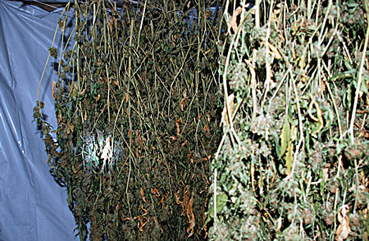 ujawniona profesjonalna hodowla konopi