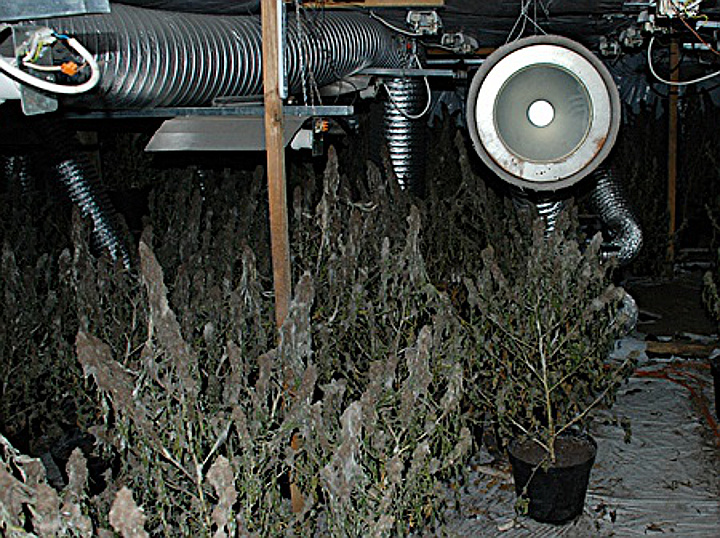 ujawniona profesjonalna hodowla konopi