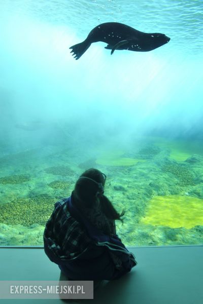 Wrocławianie testowali Afrykarium