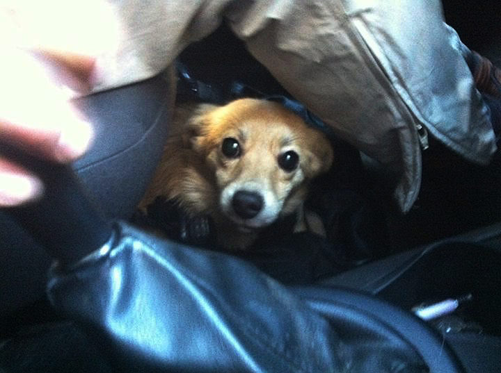 Inspektorzy zabrali psiaki