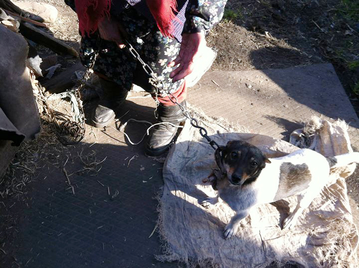 Inspektorzy zabrali psiaki