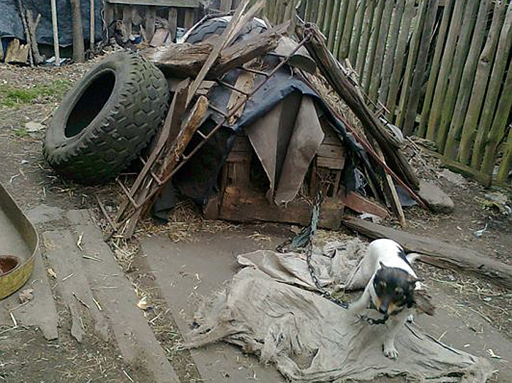 Inspektorzy zabrali psiaki