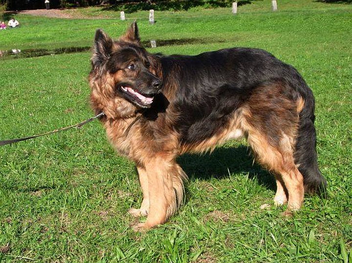 Tak dziś wygląda Brutus