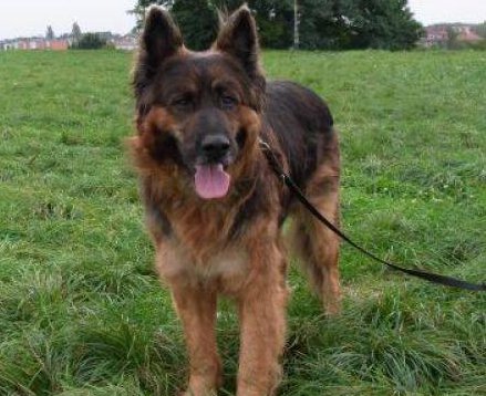 Tak dziś wygląda Brutus