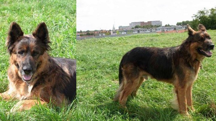 Tak dziś wygląda Brutus